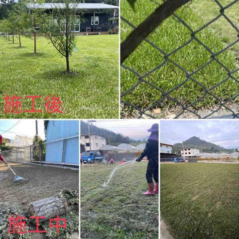 極成工程行 - 巴西地毯草施工過程與細節