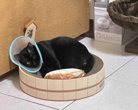 alpha & beta - 剛結紮的小帥哥，來幫忙照護❤️