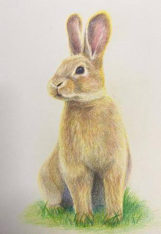 妮妮老師 - 色鉛筆手繪