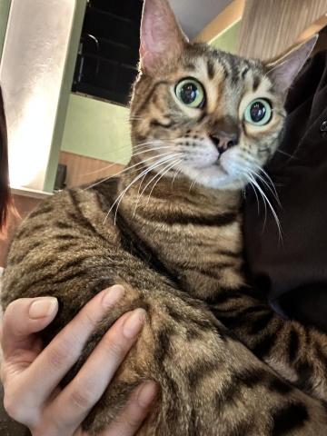 童童 - 曾幫朋友顧過毛小孩