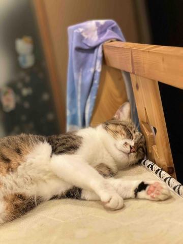 提供遛狗绳服務的專家Huang