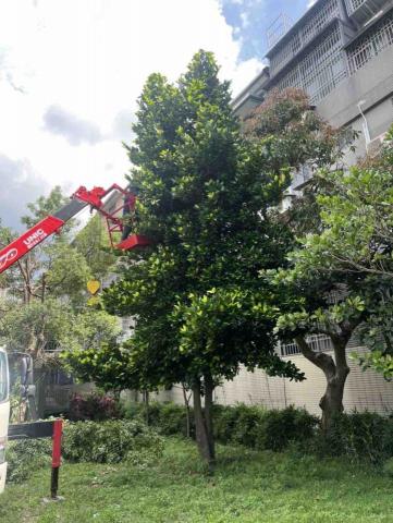 康康園藝工坊 - 喬木修剪