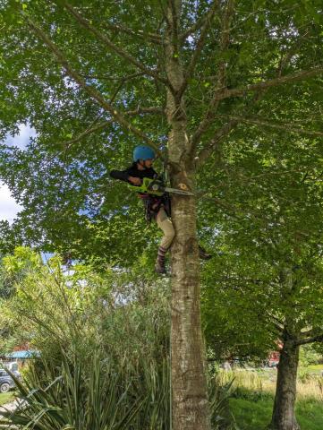 攀林老木 - 攀樹修剪鏈鋸操作