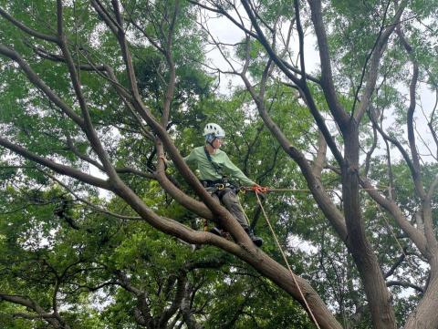 孫劭宇 - 12m苦楝縮冠