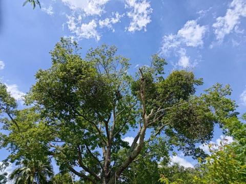 孫劭宇 - 17m楓香清除紅花桑寄生