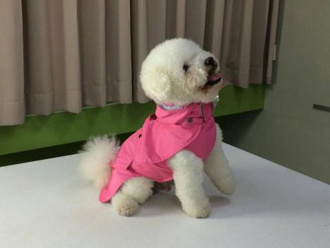 小夏 - 寵物服飾訂製與教學