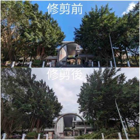 攀林老木 - 壽豐平和國中校門口榕樹修剪