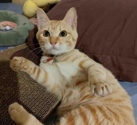 提供查修服務的專家梁新偉