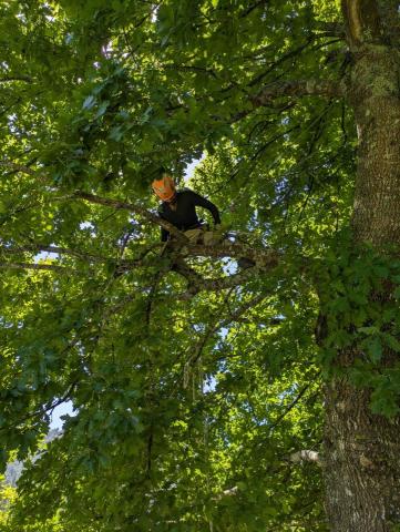 攀林老木 - 紐西蘭南島 彩虹山谷社區的大橡樹修剪