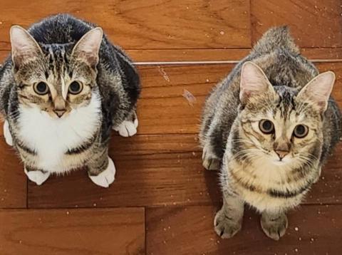 CathyKuo(凱西) - 小＂貓＂頭鷹