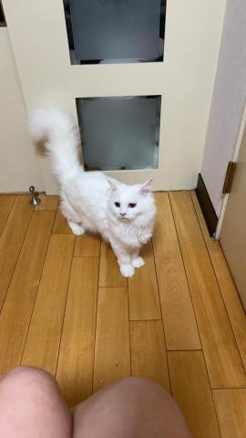 俏狐狸🦊 - 家裡寵物寶貝照