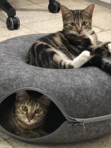 CathyKuo(凱西) - 二隻貓姐妹