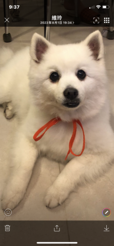 CathyKuo(凱西) - 可以當禮物的小毛孩