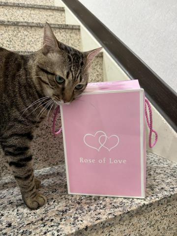 俏狐狸🦊 - 寵物寶貝照