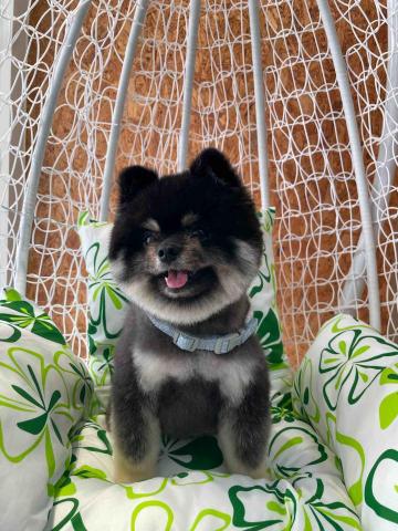 喵犬朕寵物生活館 - 狗狗皮膚管理