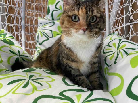 喵犬朕寵物生活館 - 貓咪皮膚管理