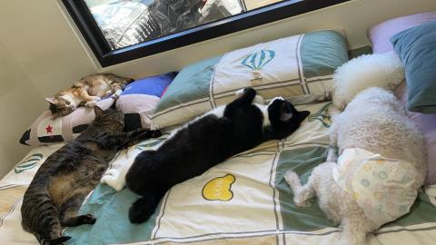 王雅苓 - 有寵物到府服務經驗。可以幫忙遛毛孩、餵食等。