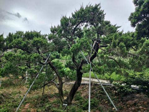 提供庭園造景服務的專家悠活綠藝