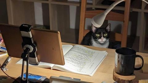 呂柏凱 [寵物寄宿/保姆/中途/專車接送］ - 