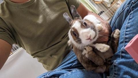 呂柏凱 [寵物寄宿/保姆/中途/專車接送］ - 