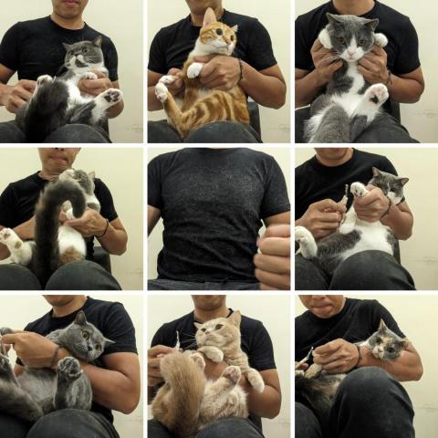 呂柏凱 [寵物寄宿/保姆/中途/專車接送］ - 