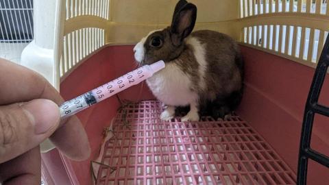 呂柏凱 [寵物寄宿/保姆/中途/專車接送］ - 