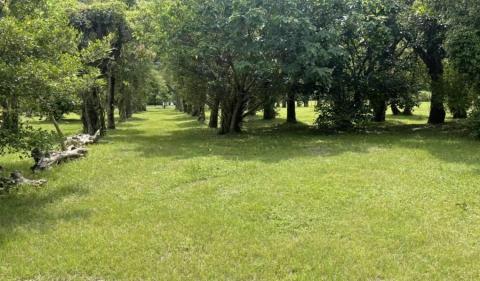 園藝相關業務 - 福德坑 佔地約93公頃