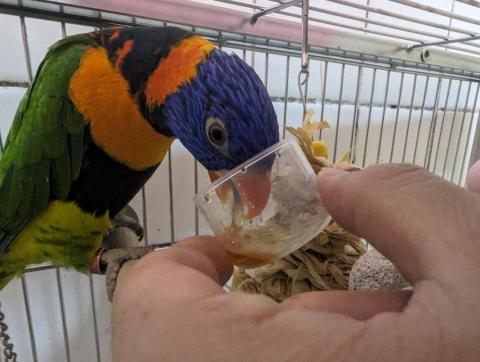 呂柏凱 [寵物寄宿/保姆/中途/專車接送］ - 