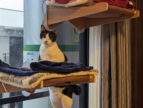 呂柏凱 [寵物寄宿/保姆/中途/專車接送］ - 