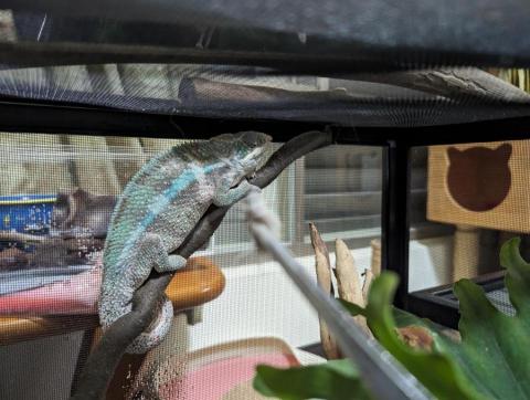 呂柏凱 [寵物寄宿/保姆/中途/專車接送］ - 