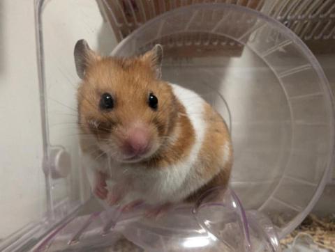 呂柏凱 [寵物寄宿/保姆/中途/專車接送］ - 