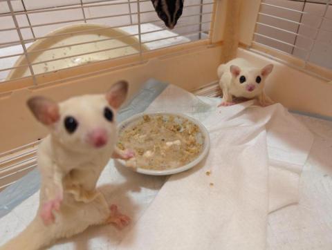 呂柏凱 [寵物寄宿/保姆/中途/專車接送］ - 