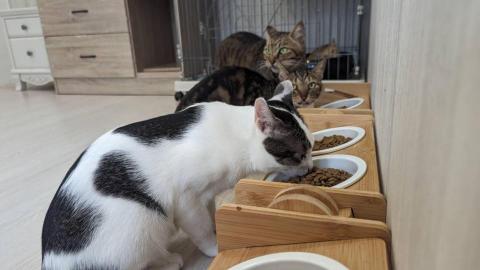 呂柏凱 [寵物寄宿/保姆/中途/專車接送］ - 