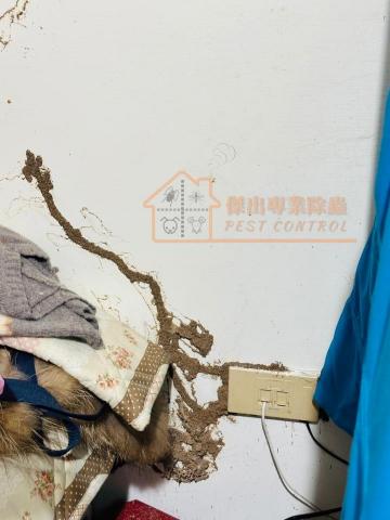 傑出專業除蟲工作室-專業除白蟻服務 - 白蟻（Termites）是一種社會性昆蟲，主要以木材和植物纖維為食。它們的可怕之處在於其破壞力極強，尤其是對建築物、家具和其他木製品的破壞，甚至電線也是被破壞的可能，不容忽視。
