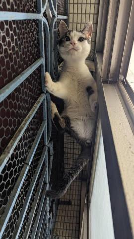 呂柏凱 [寵物寄宿/保姆/中途/專車接送］ - 