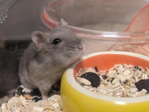 呂柏凱 [寵物寄宿/保姆/中途/專車接送］ - 