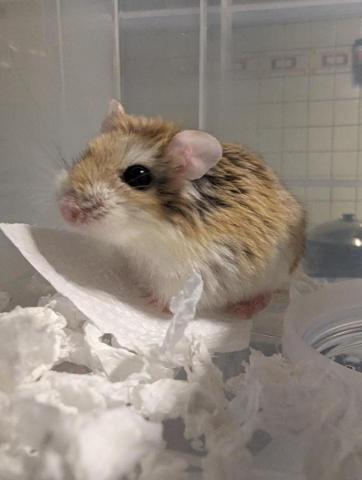 呂柏凱 [寵物寄宿/保姆/中途/專車接送］ - 