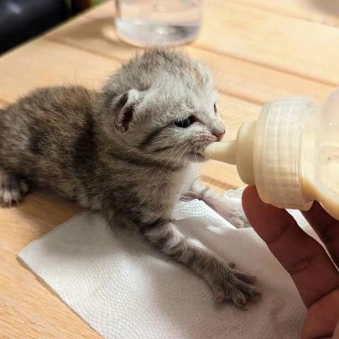 呂柏凱 [寵物寄宿/保姆/中途/專車接送］ - 