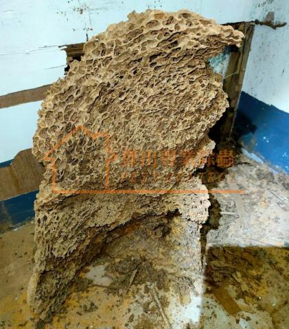 傑出專業除蟲工作室-專業除白蟻服務 - 除白蟻巢是一項責任重大且需要精細操作的工作。我們以慢工出細活的精神，力求達到更快速、更顯著的效果，確保每次施作都能徹底根除蟻害，为您提供持久的安心保障。