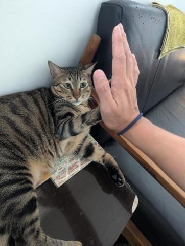 呂柏凱 [寵物寄宿/保姆/中途/專車接送］ - 