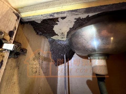傑出專業除蟲工作室-專業除白蟻服務 - 潮濕和漏水的地方極易成為白蟻築巢的温床。如果不及時妥善處理，這些問题可能會引發嚴重的後果，帶來不可忽視的破壞。