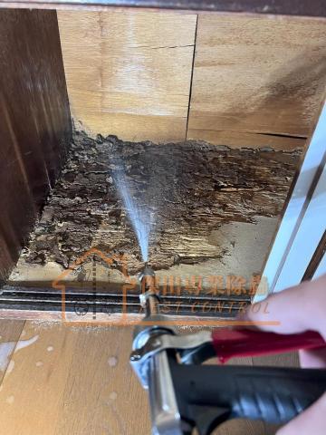 傑出專業除蟲工作室-專業除白蟻服務 - 白蟻的肆虐，其恐怖之處在於它們不僅會破壞您家的裝潢，還會污染您的儲藏品，使其變成毫無價值的廢品。它們的破壞力令人震驚，必须及时應對才能保護您的財產。
