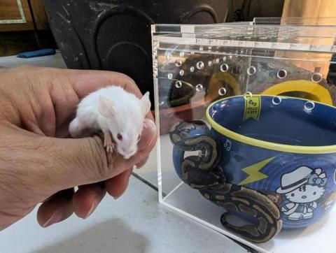 呂柏凱 [寵物寄宿/保姆/中途/專車接送］ - 