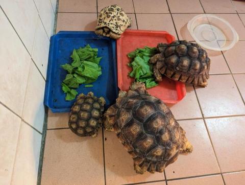 呂柏凱 [寵物寄宿/保姆/中途/專車接送］ - 