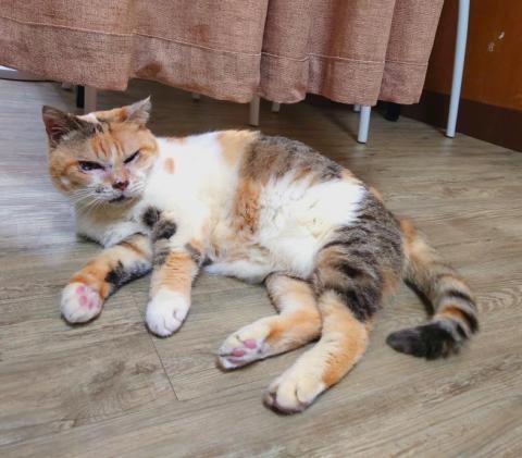 冰沙美術工作室🖌️✨ - 