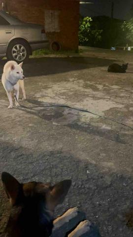 悠優好活 - 四妹，白柴-菈菈