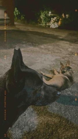 悠優好活 - 小黑與叮噹