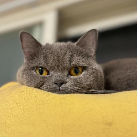 提供台中大里兼職工作服務的專家chia ying