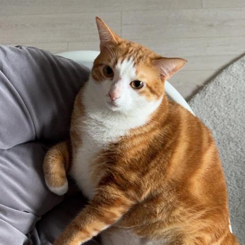 提供剪片apppc服務的專家熊柏昕