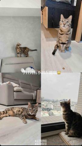 毛管家寵物保姆 - 寵物到府